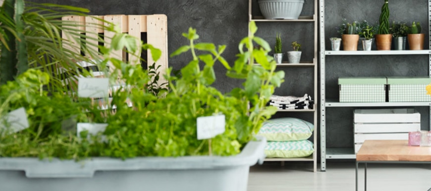 Aprenda como fazer uma horta em apartamento