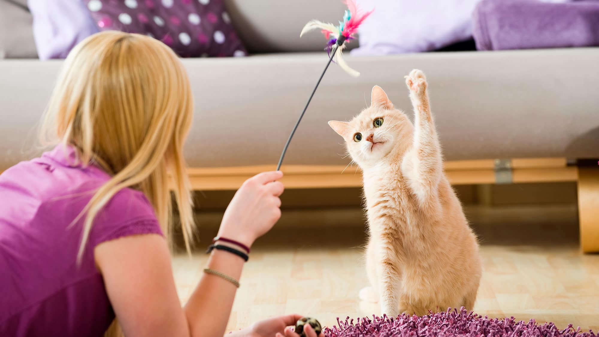 Gatos em apartamentos? Confira os principais cuidados