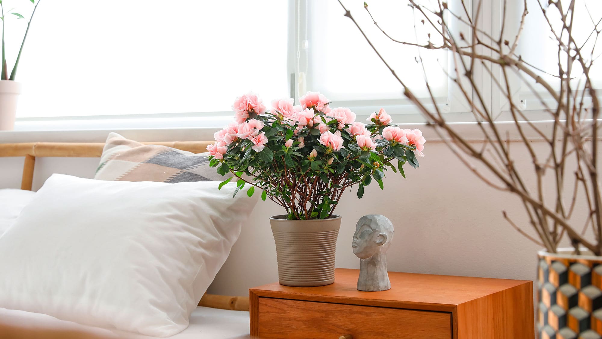 Quais as melhores plantas para se ter em apartamento?