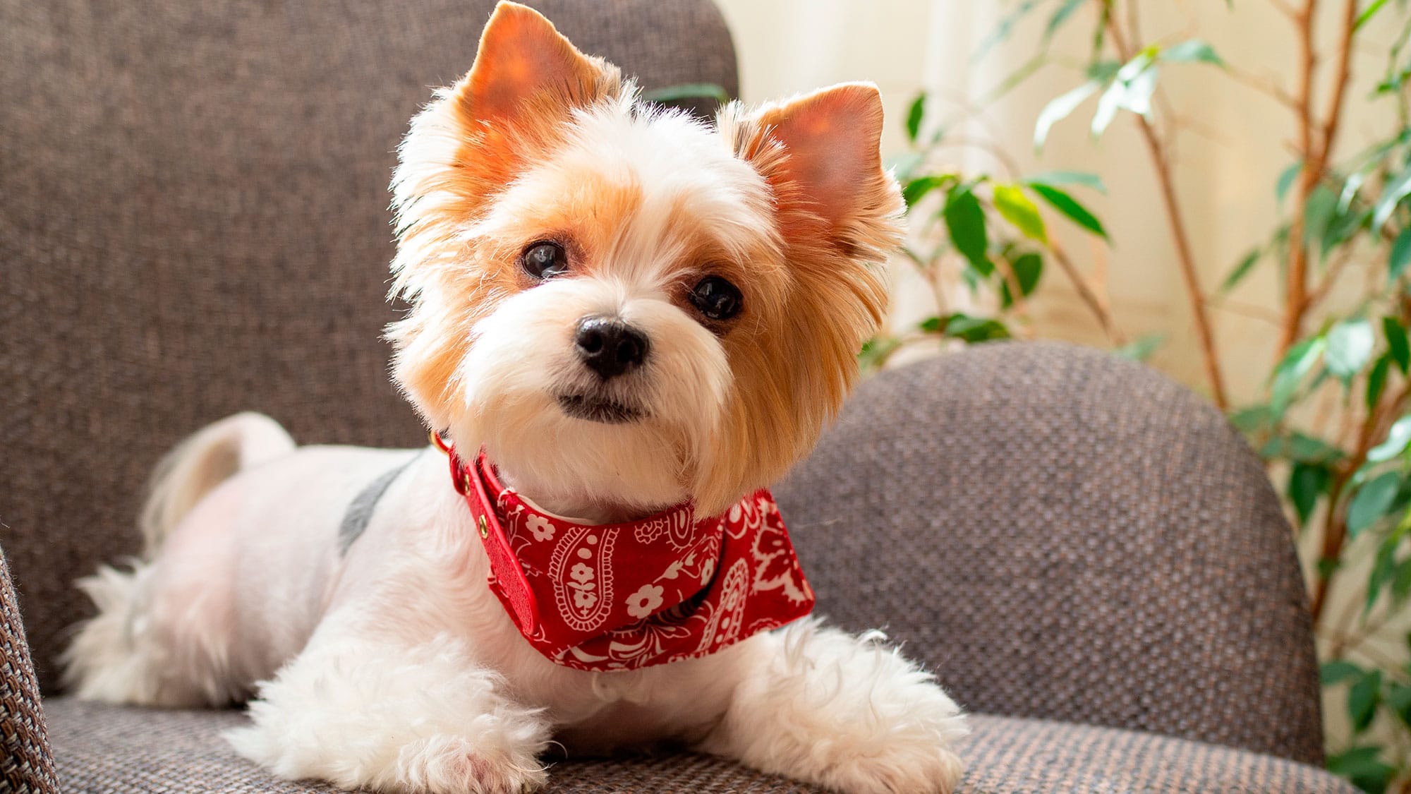 Qual a melhor raça de cachorro para apartamento?
