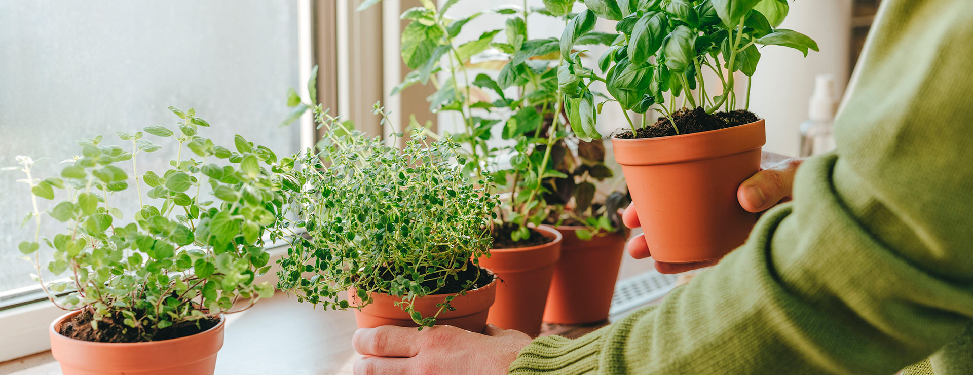 Como montar uma mini-horta em apartamento?