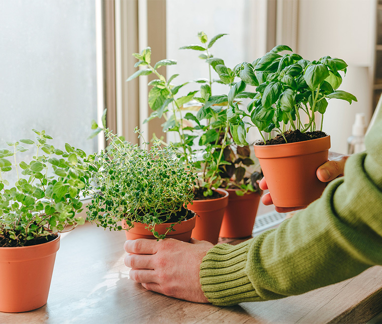 Como montar uma mini-horta em apartamento?